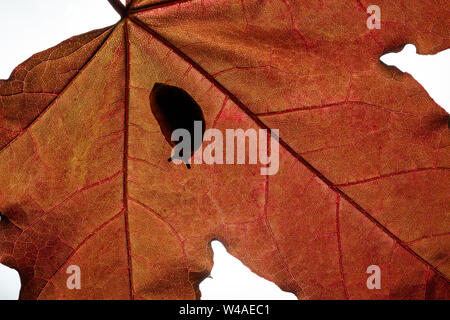 juvenile large red slug (Arion ater rufus) resting under a leaf in the midday sun Stock Photo
