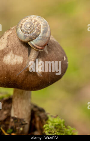 Kentish garden snail (Monacha cantiana) on a mushroom in thetford forest Stock Photo