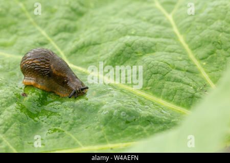 Dusky slug (Arion subfuscus) sat on a large textured green leaf with front bokeh Stock Photo