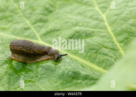 Dusky slug (Arion subfuscus) sat on a large textured green leaf with front bokeh Stock Photo