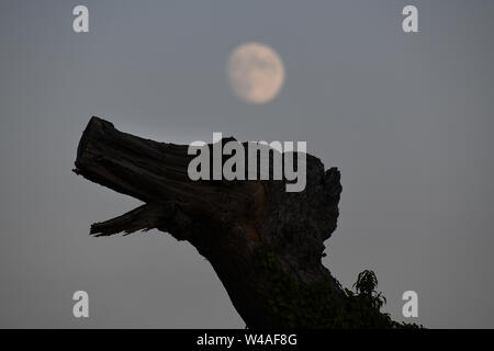 Bizarre looking tree stump silhouetted against moon Stock Photo