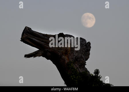 Bizarre looking tree stump silhouetted against moon Stock Photo