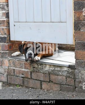 Boxer dog peering under garden gate Britain Uk Stock Photo