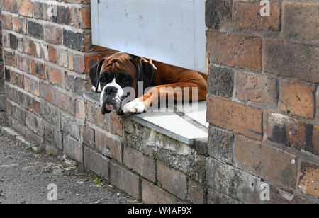 Boxer dog peering under garden gate Britain Uk Stock Photo