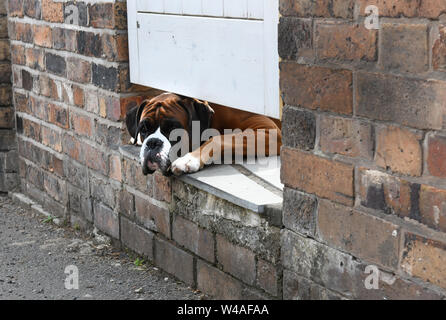 Boxer dog peering under garden gate Britain Uk Stock Photo