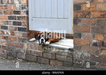 Boxer dog peering under garden gate Britain Uk Stock Photo