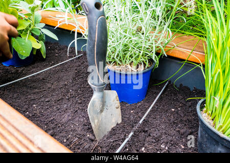 Shovel with soil for transplanting kitchen herbs Stock Photo