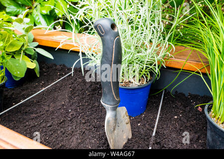 Shovel with soil for transplanting kitchen herbs Stock Photo