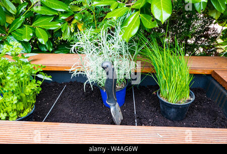 Shovel with soil for transplanting kitchen herbs Stock Photo