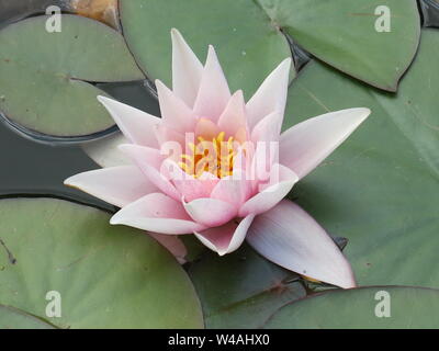 Close-up of a single flower in bloom of Laydekeri Lilacea, a stunning pinkish water lily surrounded by broad green lily pads. Stock Photo