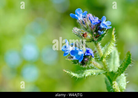 Bugloss (lycopsis arvensis, anchusa arvensis), close up showing the small blue flowers and stiffly hairy leaves. Stock Photo