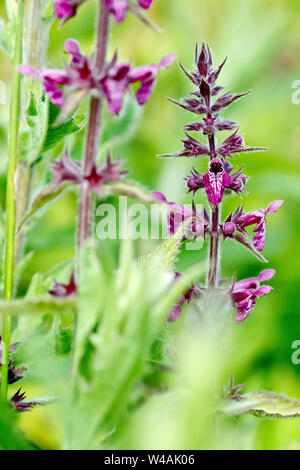 Hedge Woundwort (stachys sylvatica), close up of a flowering plant reaching up through the undergrowth. Stock Photo