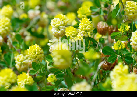 Hop Trefoil (trifolium campestre), close up of the plant showing the flowers and leaves. Stock Photo