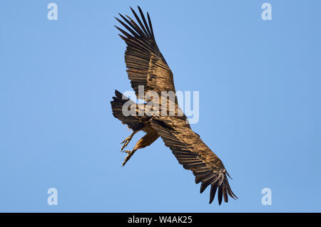 Silhouette of a flying griffon vulture (Gyps fulvus) against blue sky in Chistau valley (Sobrarbe, Huesca, Pyrenees, Aragon, Spain) Stock Photo
