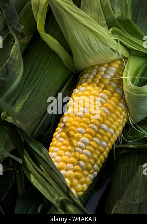 Fresh from the farm corn on the cob Stock Photo