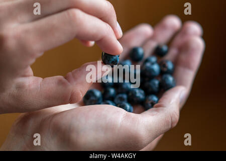 Man hand holds bunch of fresh blueberries, brown background Stock Photo