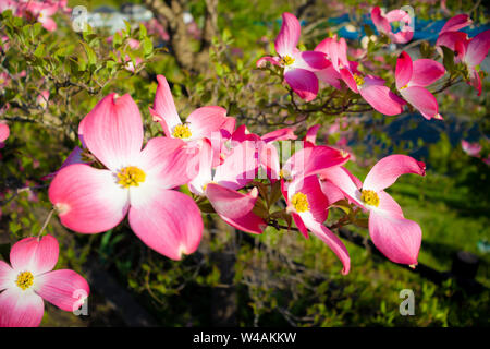 The Sakura Flower is typical of Japan and also a national symbol. Stock Photo