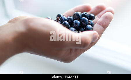 Man hand holds bunch of fresh blueberries, white bright background Stock Photo