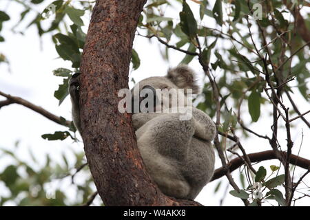 A Koala sits in a tree on Magnetic Island, Australia Stock Photo