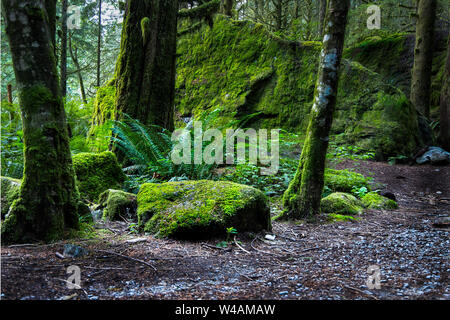 Moss covered rocks in old growth forest Stock Photo