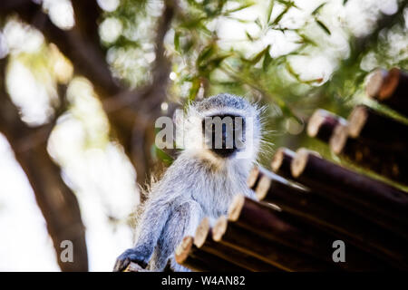 Vervet Monkey in South Africa Stock Photo