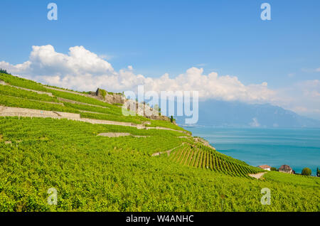 Magnificent terraced vineyards in picturesque village Rivaz in Lavaux wine region, Switzerland. Green vineyard on slopes by Geneva Lake. Swiss summer. Amazing landscapes. Travel destinations. Stock Photo