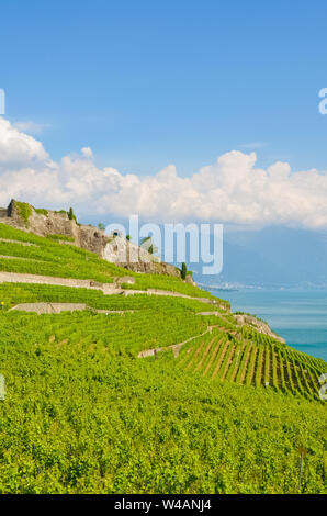 Vertical photography of green terraced vineyards in picturesque village Rivaz in Lavaux wine region, Switzerland. Vineyard on slope by Geneva Lake. Swiss summer. Beautiful landscape. Tourist spot. Stock Photo