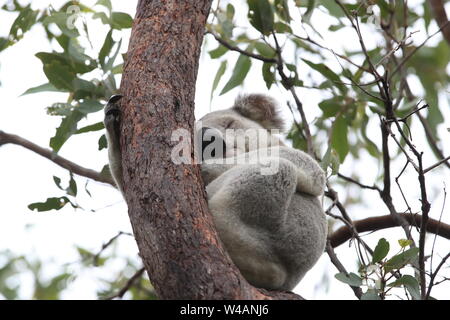 A Koala sits in a tree on Magnetic Island, Australia Stock Photo