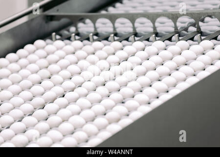 Egg industry. Conveyor transporting lot of fresh eggs on an organic chicken farm Stock Photo