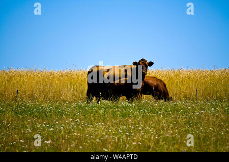 Mother cow with her young calf on a meadow Stock Photo