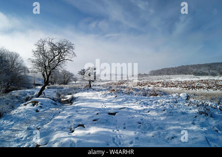 UK,Derbyshire,Peak District, Longshaw Estate,Lone Trees on Lawrence Field after Snowfall Stock Photo