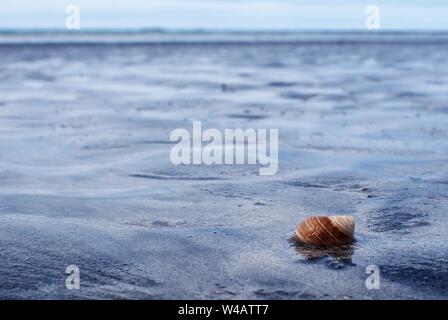 Close up of a snail shell on an empty beach in Scotland, UK Stock Photo