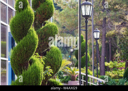 Green spirals topiary of cypress in sunny park close Stock Photo