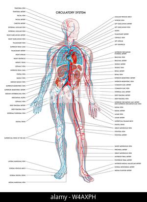 Labelled diagram showing the details of the human body circulatory system. Stock Vector
