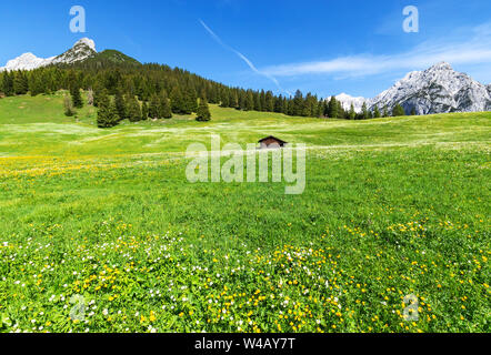 Scenic view with blossoming meadow near Walderalm, Austria, Gnadenwald, Tyrol Region Stock Photo