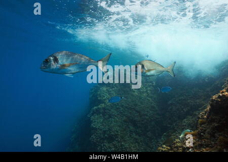 Two gilt-head sea bream fish (Sparus aurata) underwater in Mediterranean sea, France Stock Photo