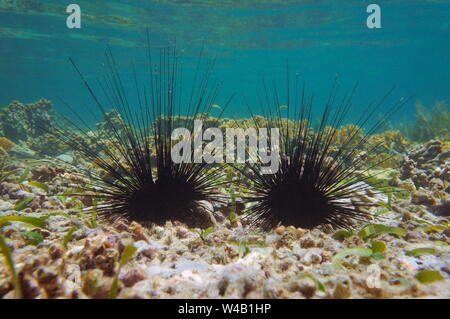 Underwater two long spined sea urchins, Diadema antillarum, on the seabed in the Caribbean sea Stock Photo