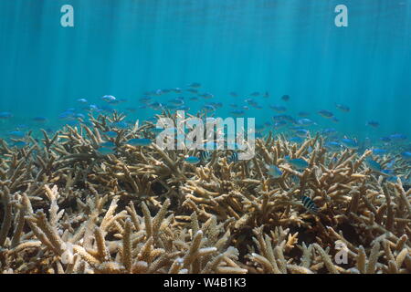 Underwater staghorn coral with a school of fish ( damselfish mostly Chromis viridis), Pacific ocean, American Samoa Stock Photo