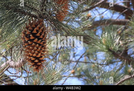 Large, beautiful pine cones hang from a branch in the woods, northern California. Stock Photo