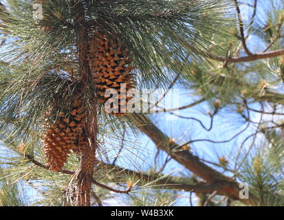 Large, beautiful pine cones hang from a branch in the woods, northern California. Stock Photo