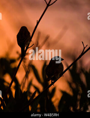 Silhouette of a pair of sparrows sitting on tree branches at sunset Stock Photo