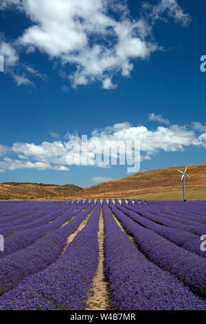 New Zealand Alpine Lavender, near Twizel, Mackenzie Country, Canterbury, South Island, New Zealand Stock Photo