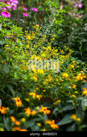 Native plant garden in the Rogers Park neighborhood Stock Photo