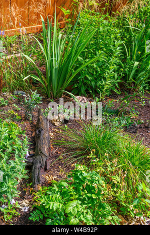 Native plant garden in the Rogers Park neighborhood Stock Photo