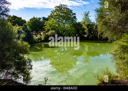 Beautiful Hot, Reflective green Lake, Kuirau Park, Rotorua, New Zealand. Stock Photo