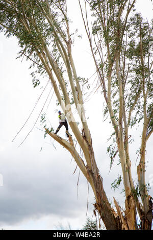 A skilled arborist, attached to ropes and a harness, works high up in a eucalyptus tree chainsawing branches off so the tree can be felled