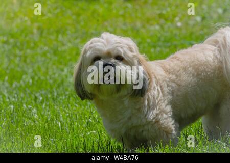 Lhasa apso Staring While Being Outside in the Grass Stock Photo