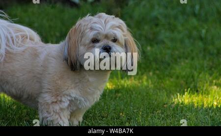 Lhasa apso Staring While Being Outside in the Grass Stock Photo