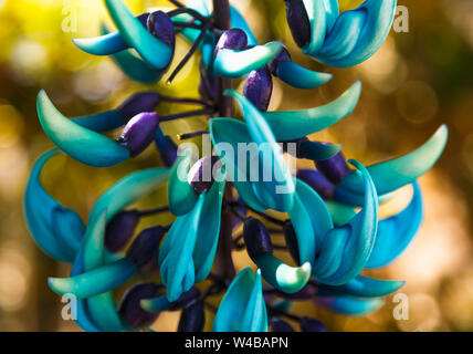 Strongylodon macrobotrys - Jade Vine Stock Photo