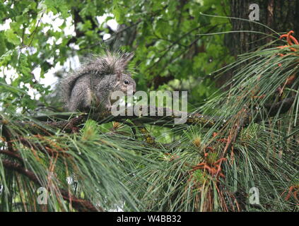 Eastern Grey squirrel perched on the branch of a pine tree, framed by pine needles. Stock Photo